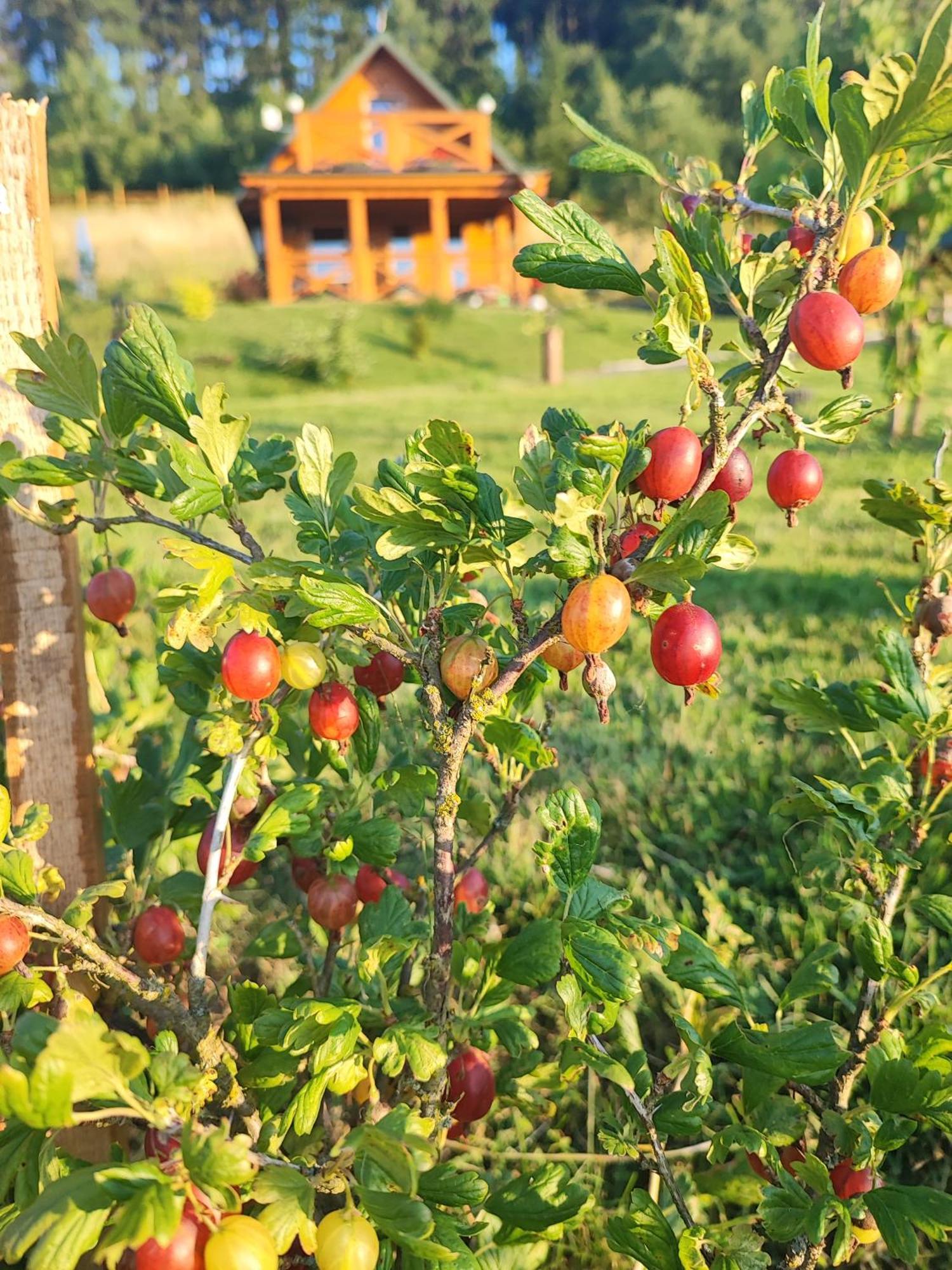 Domki Kolorowe Marciszow Dış mekan fotoğraf