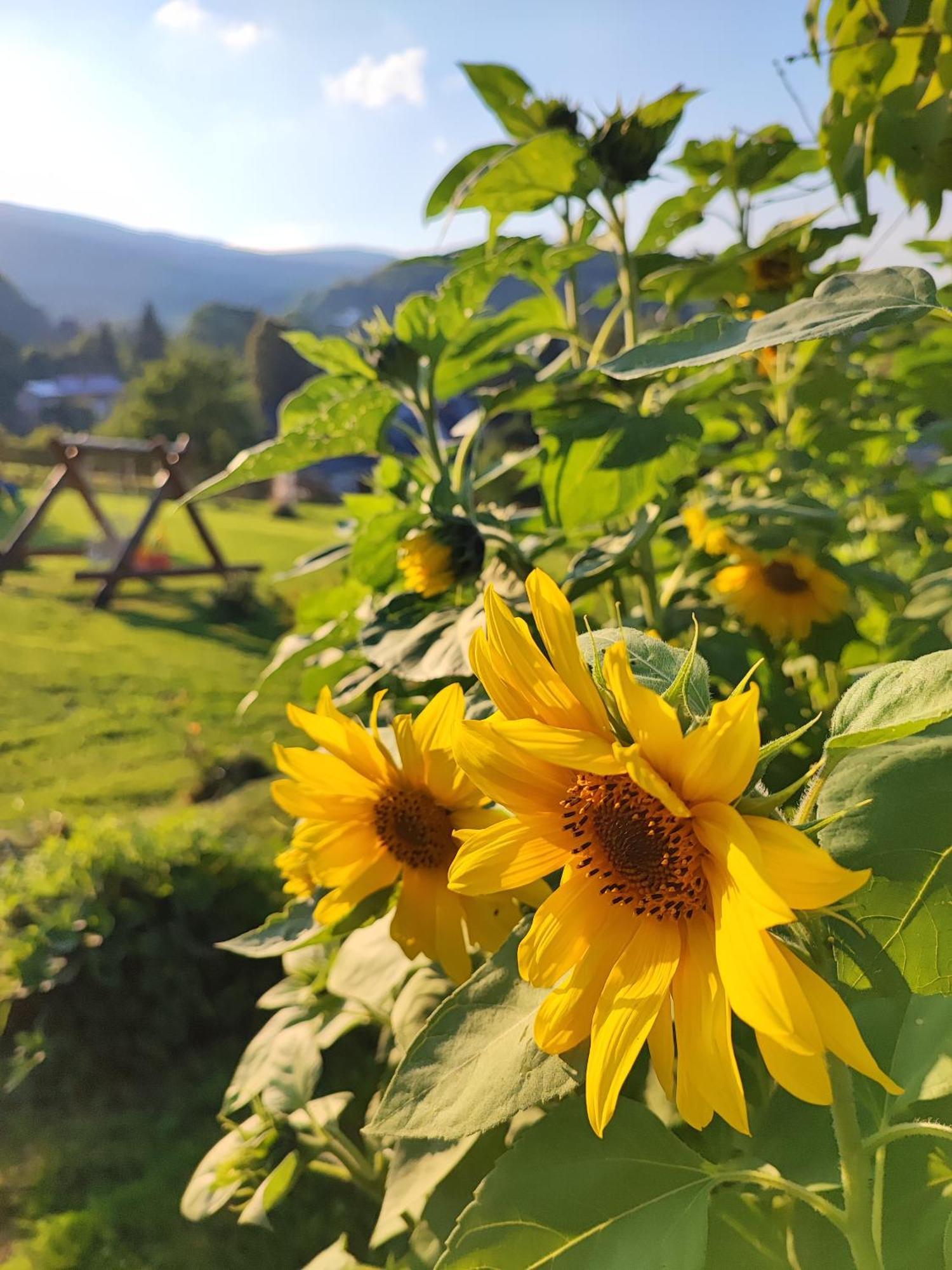 Domki Kolorowe Marciszow Dış mekan fotoğraf