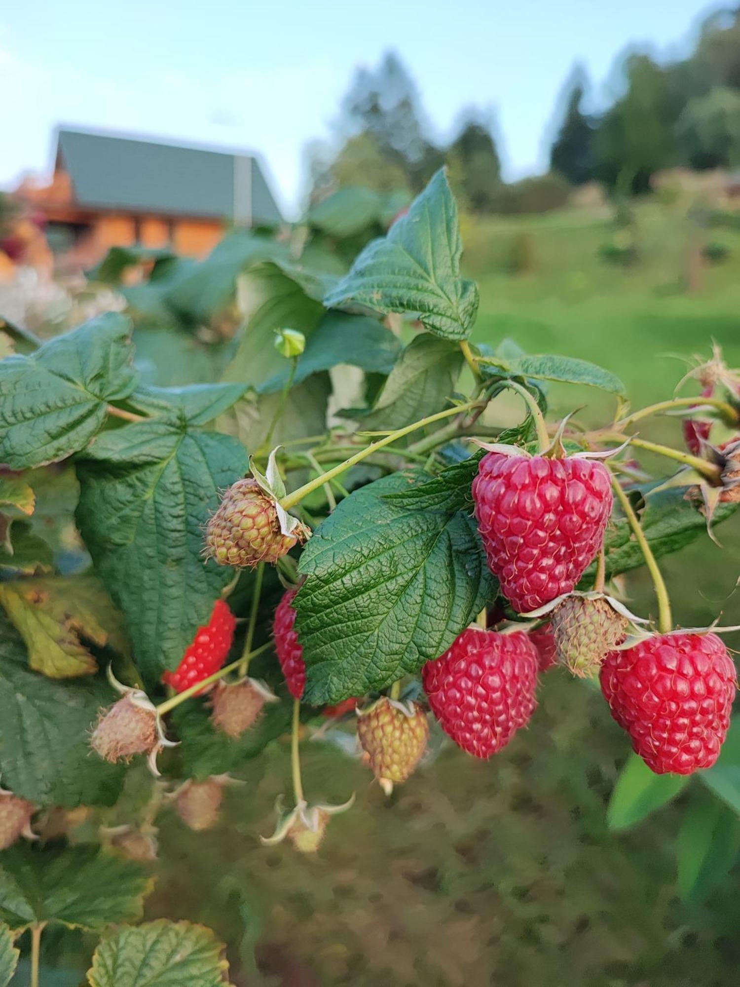 Domki Kolorowe Marciszow Oda fotoğraf